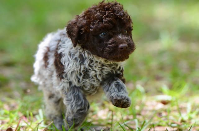 Lagotto Romagnolo Puppies media 21