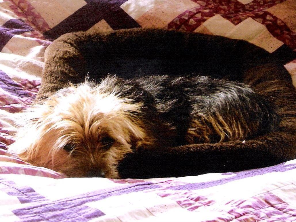 Norwich Terrier Puppies breeder image 1