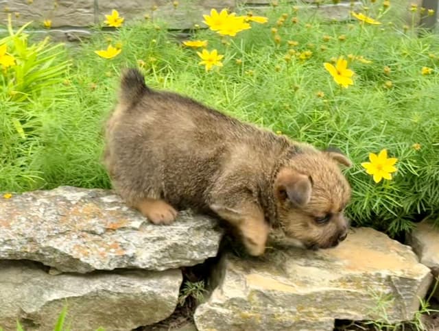 Norwich Terrier Puppies media 9