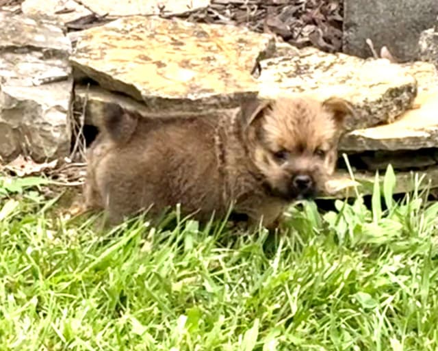 Norwich Terrier Puppies media 10