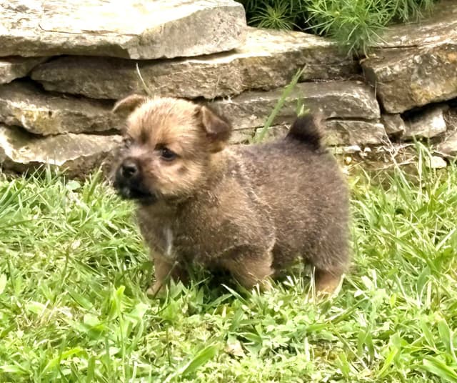 Norwich Terrier Puppies media 8
