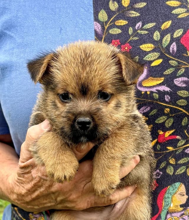 Norwich Terrier Puppies media 7