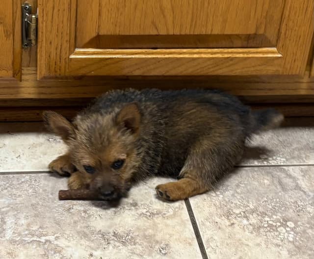 Norwich Terrier Puppies media 3