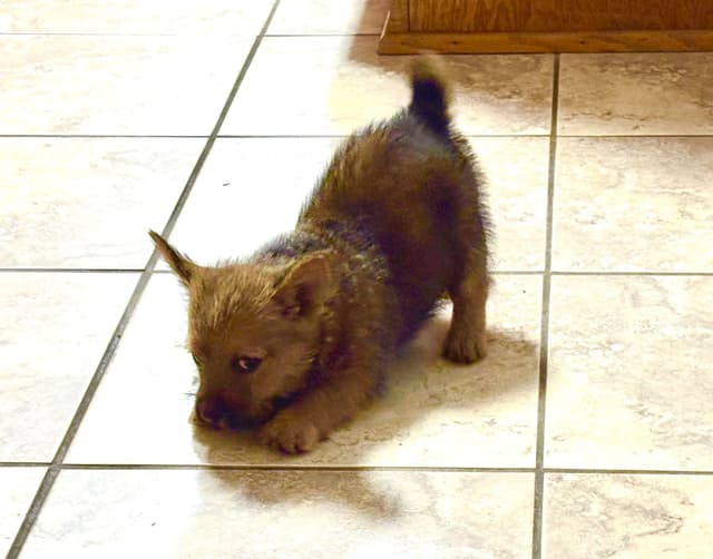 Norwich Terrier Puppies media 2