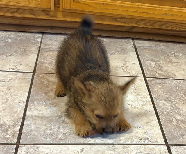 Norwich Terrier Puppies media 4