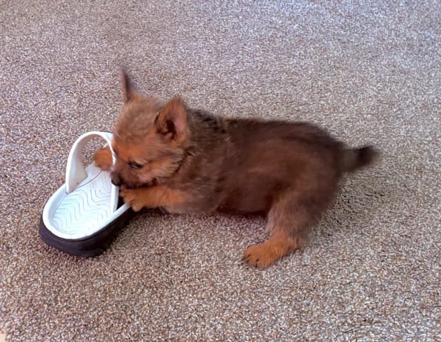 Norwich Terrier Puppies media 5