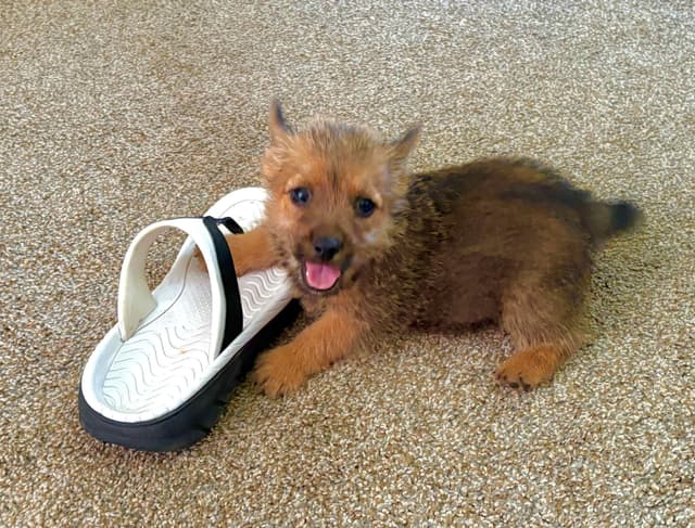 Norwich Terrier Puppies media 6