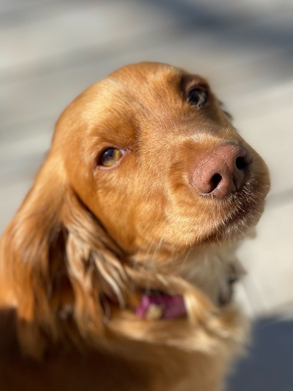 English Cocker Spaniel Puppies - Field Bred breeder image 3
