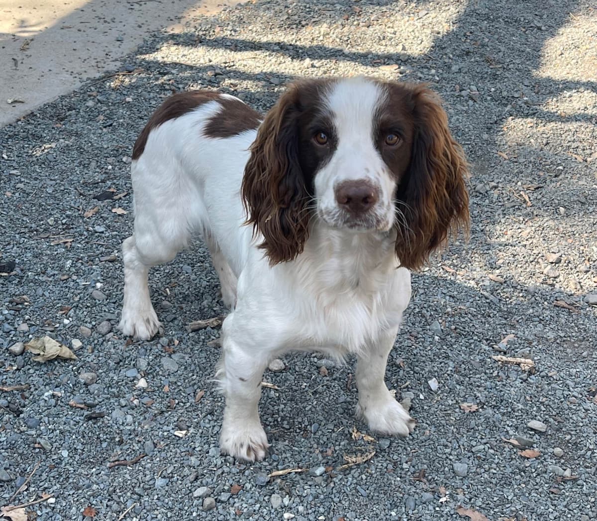 English Cocker Spaniel Puppies - Field Bred breeder image 8