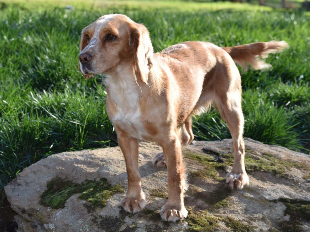 English Cocker Spaniel Puppies - Field Bred breeder image 13