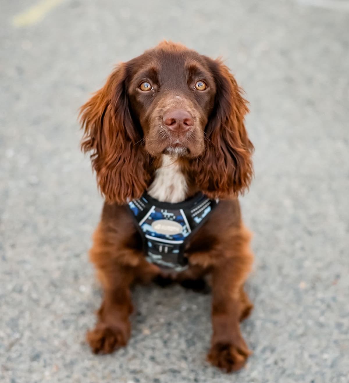 English Cocker Spaniel Puppies - Field Bred breeder image 6