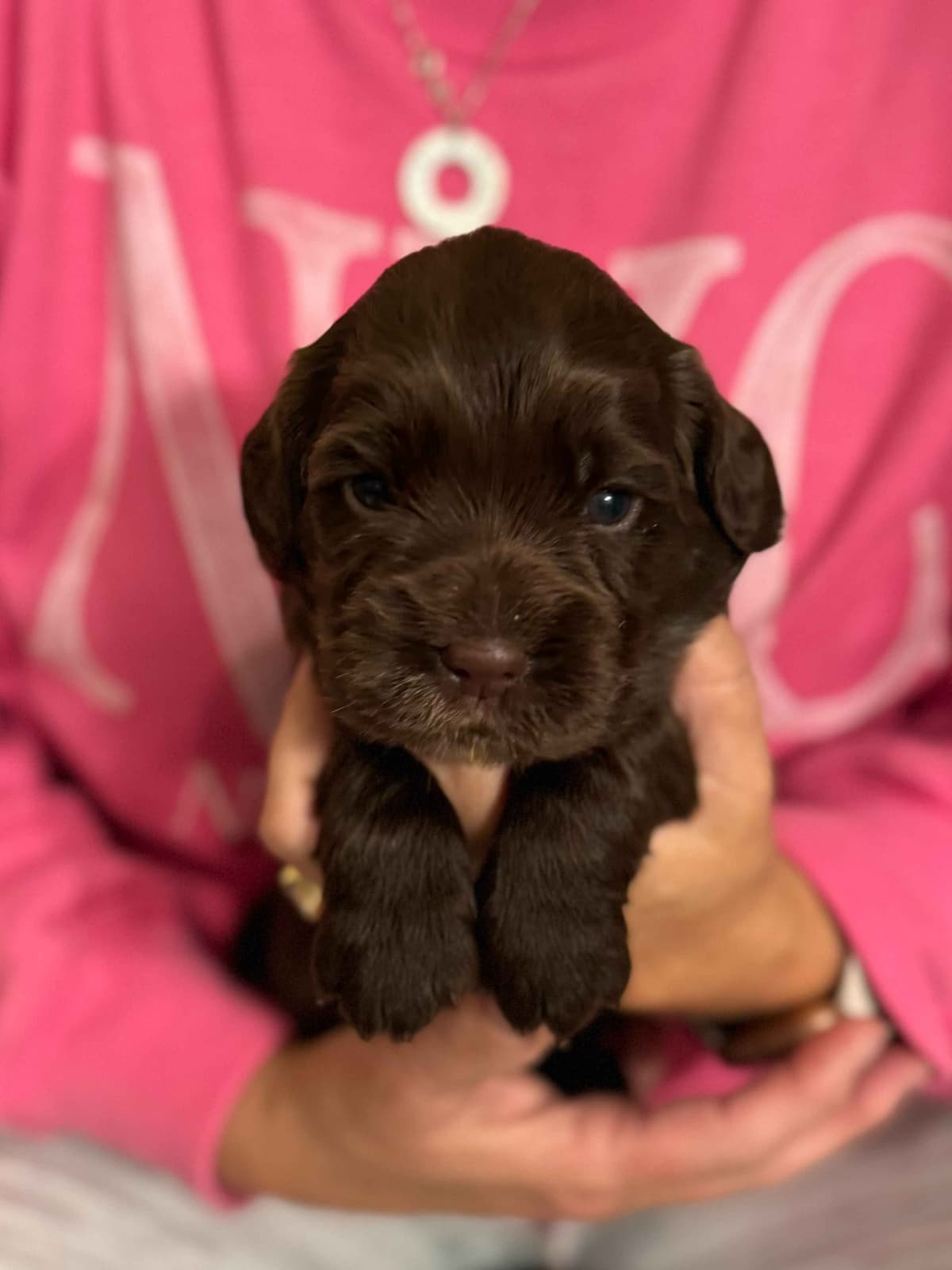 English Cocker Spaniel Puppies - Field Bred breeder image 7