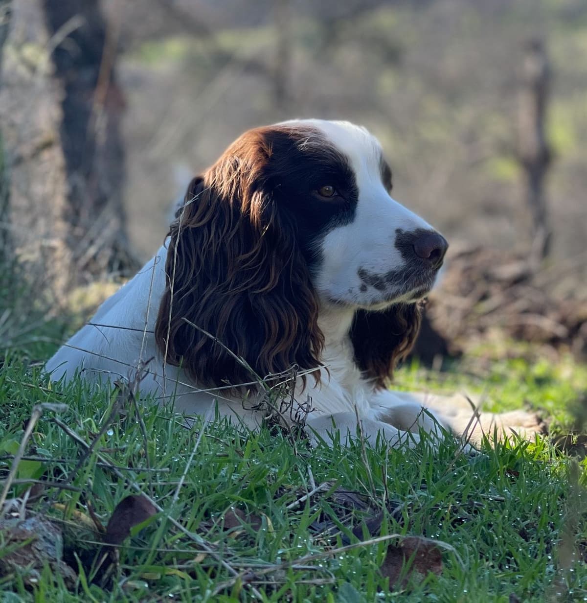 English Cocker Spaniel Puppies - Field Bred breeder image 1