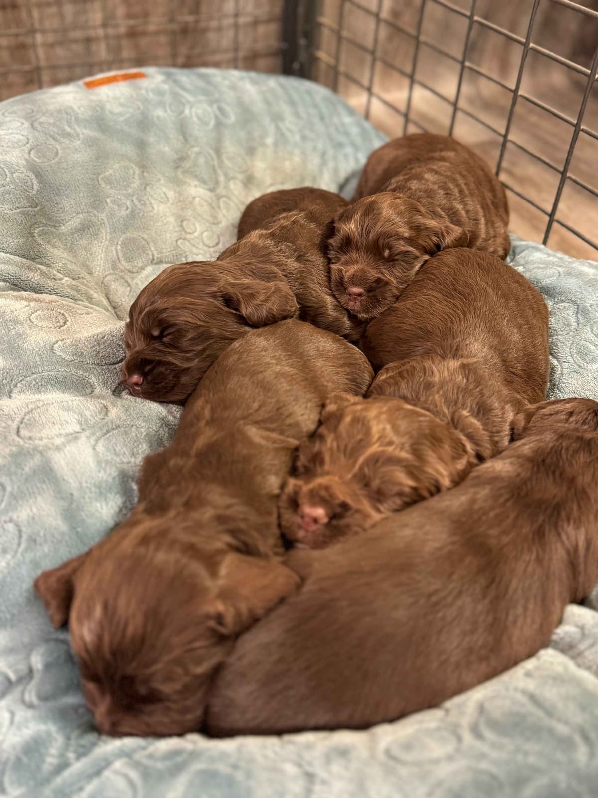 English Cocker Spaniel Puppies - Field Bred breeder image 5