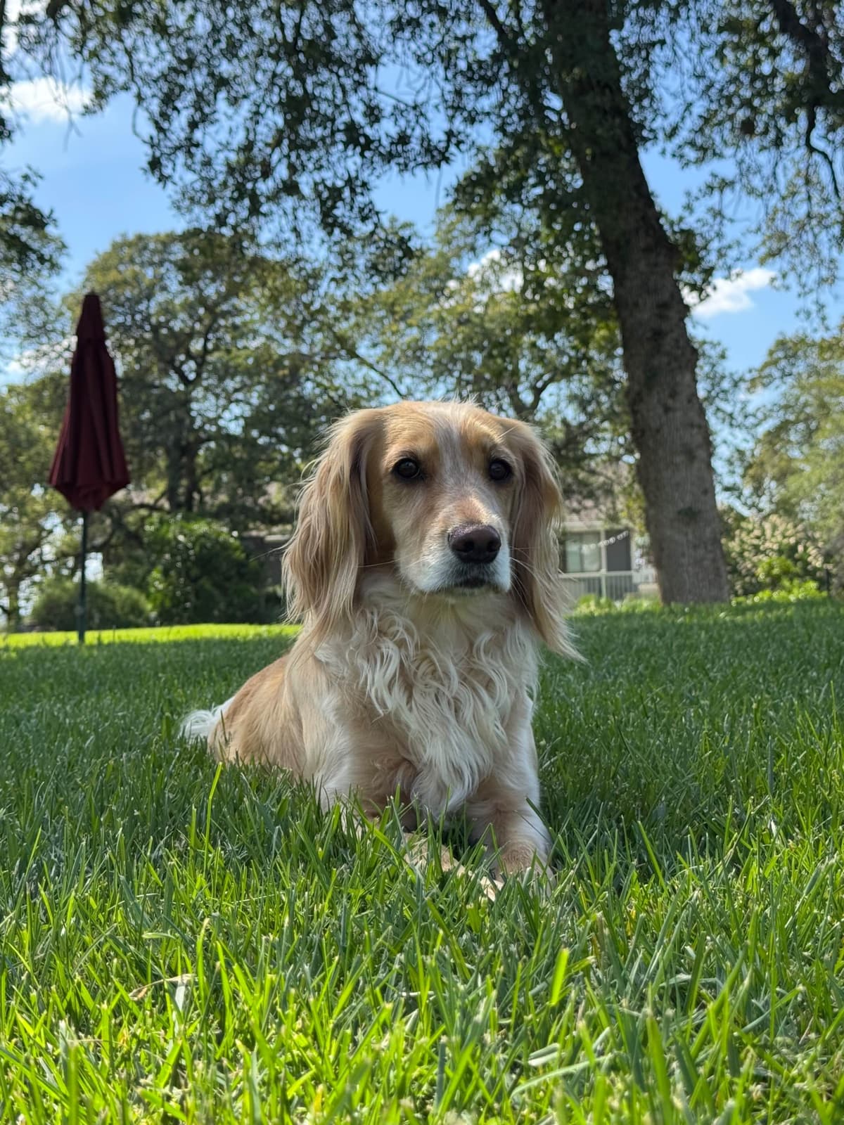 English Cocker Spaniel Puppies - Field Bred breeder image 14