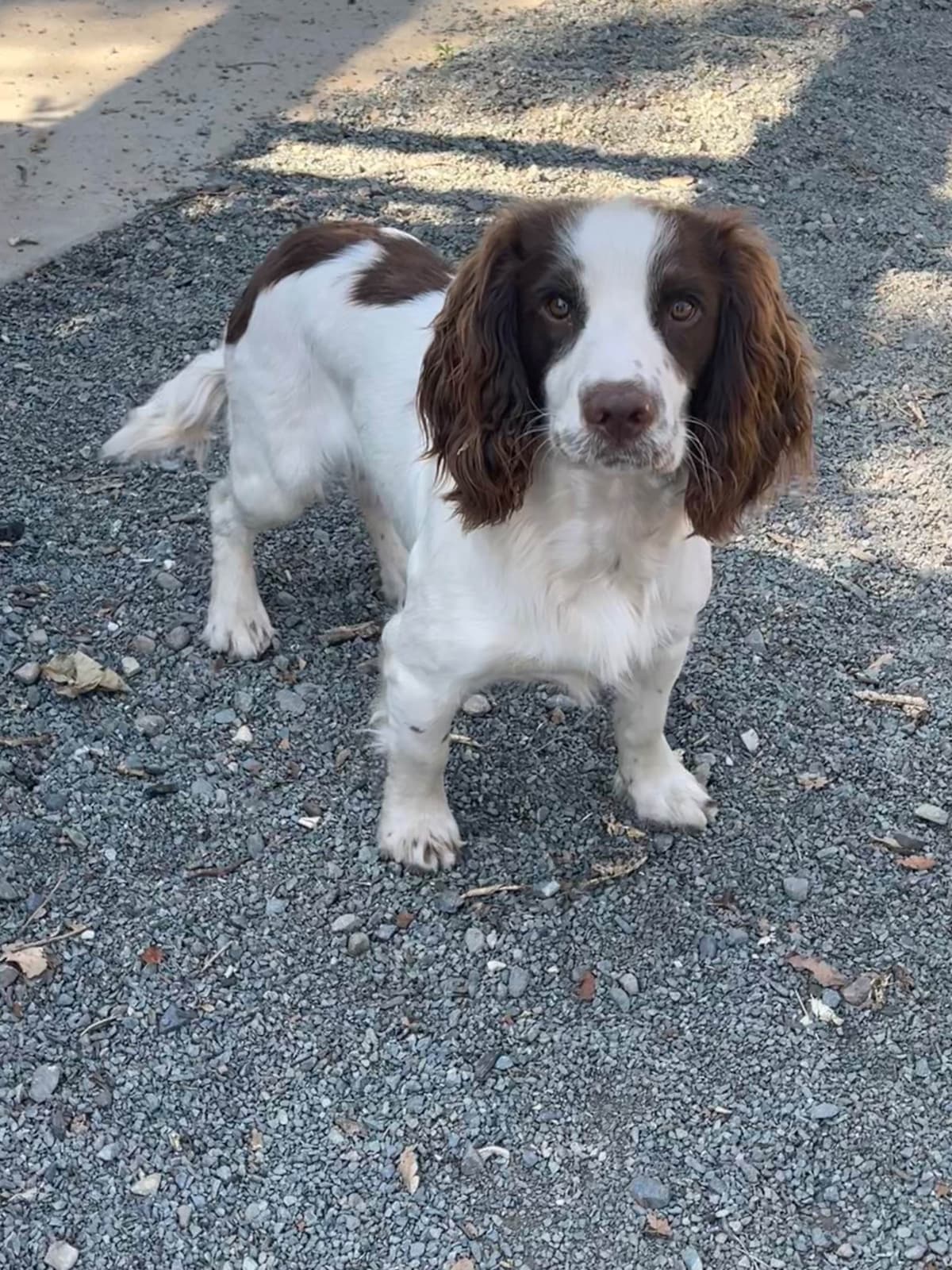 English Cocker Spaniel Puppies - Field Bred breeder image 15