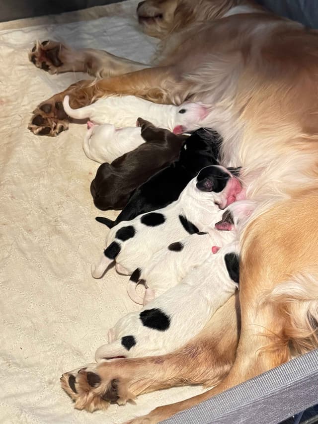 English Cocker Spaniel Puppies - Field Bred media 2