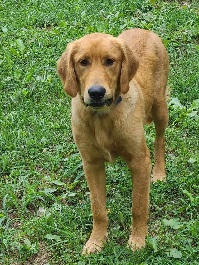 Golden Retriever Puppies media 3