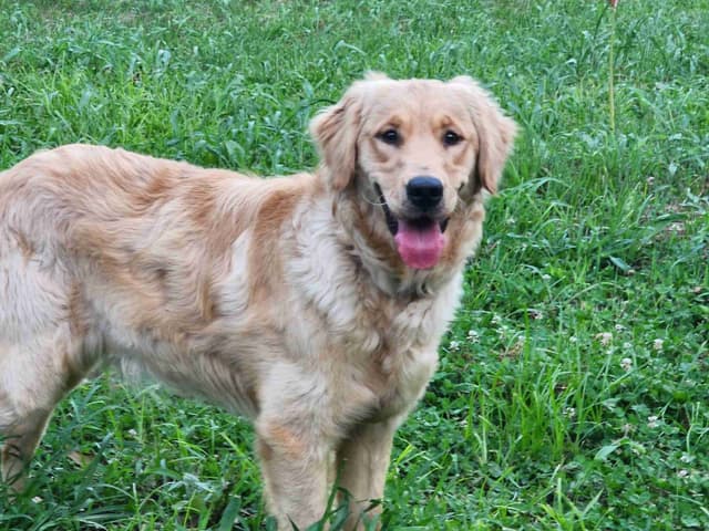Golden Retriever Puppies media 4