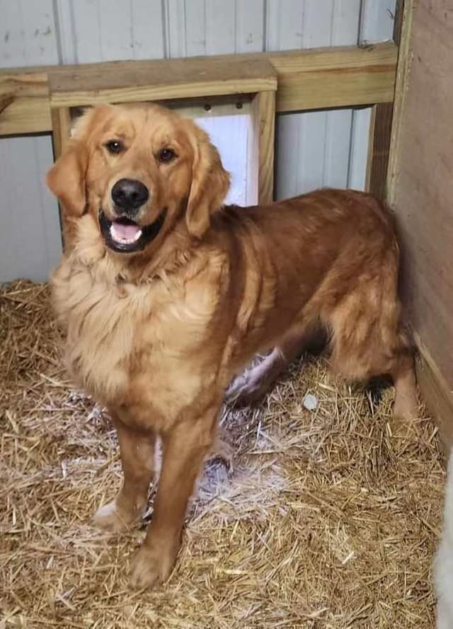 Golden Retriever Puppies media 5