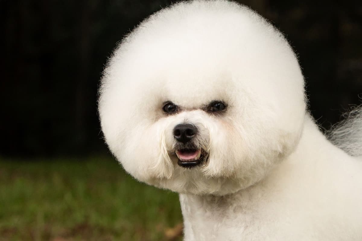 Bichon Frise Puppies breeder image 3