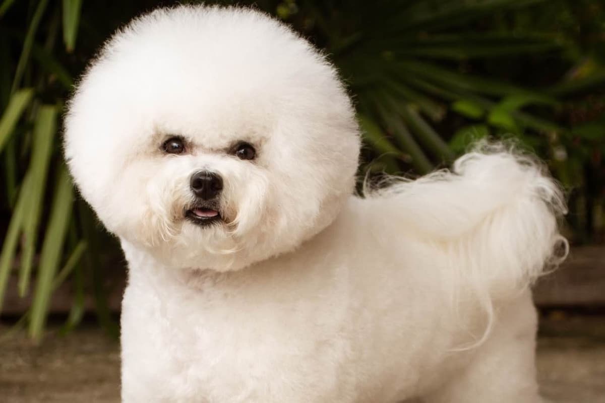 Bichon Frise Puppies breeder image 4