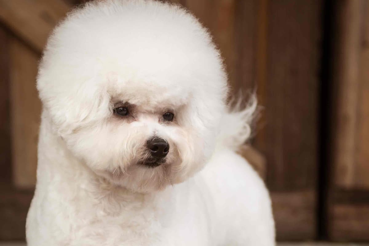 Bichon Frise Puppies breeder image 6