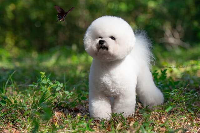 Bichon Frise Puppies media 3