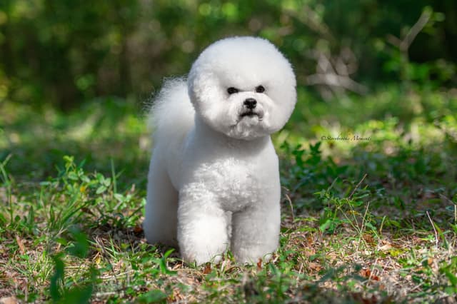 Bichon Frise Puppies media 4