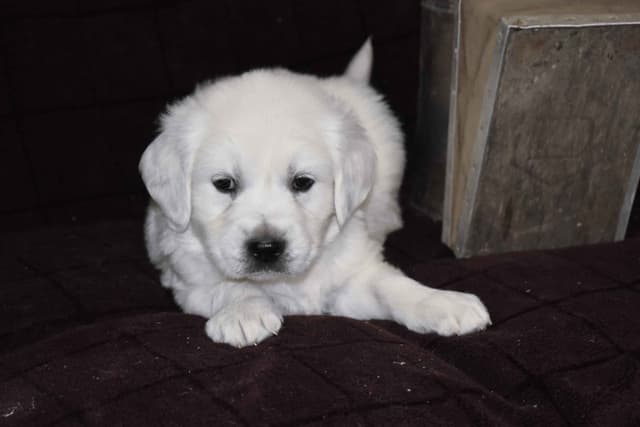 Golden Retriever pup$890, 100% cream call 404 604 0899 Thank you media 2
