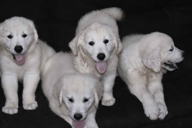 Golden Retriever pup$890, 100% cream call 404 604 0899 Thank you media 4