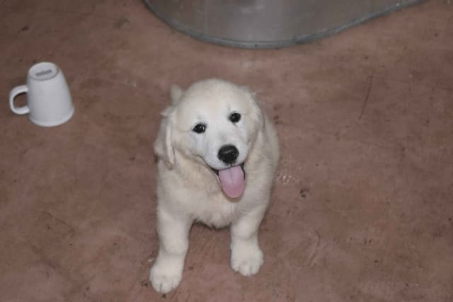 Golden Retriever pup$890, 100% cream call 404 604 0899 Thank you media 5