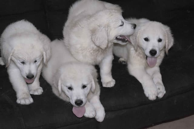 Golden Retriever pup$890, 100% cream call 404 604 0899 Thank you media 7