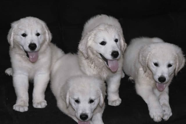 Golden Retriever pup$890, 100% cream call 404 604 0899 Thank you media 8