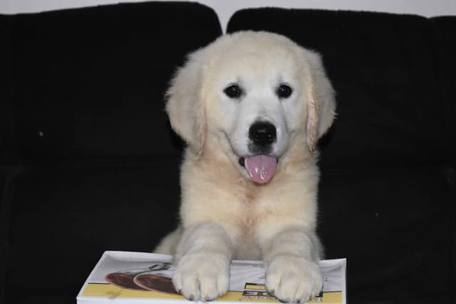 Golden Retriever pup$890, 100% cream call 404 604 0899 Thank you media 9