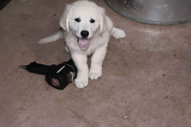Golden Retriever pup$890, 100% cream call 404 604 0899 Thank you media 10