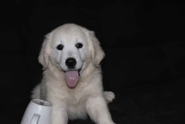 Golden Retriever pup$890, 100% cream call 404 604 0899 Thank you media 12