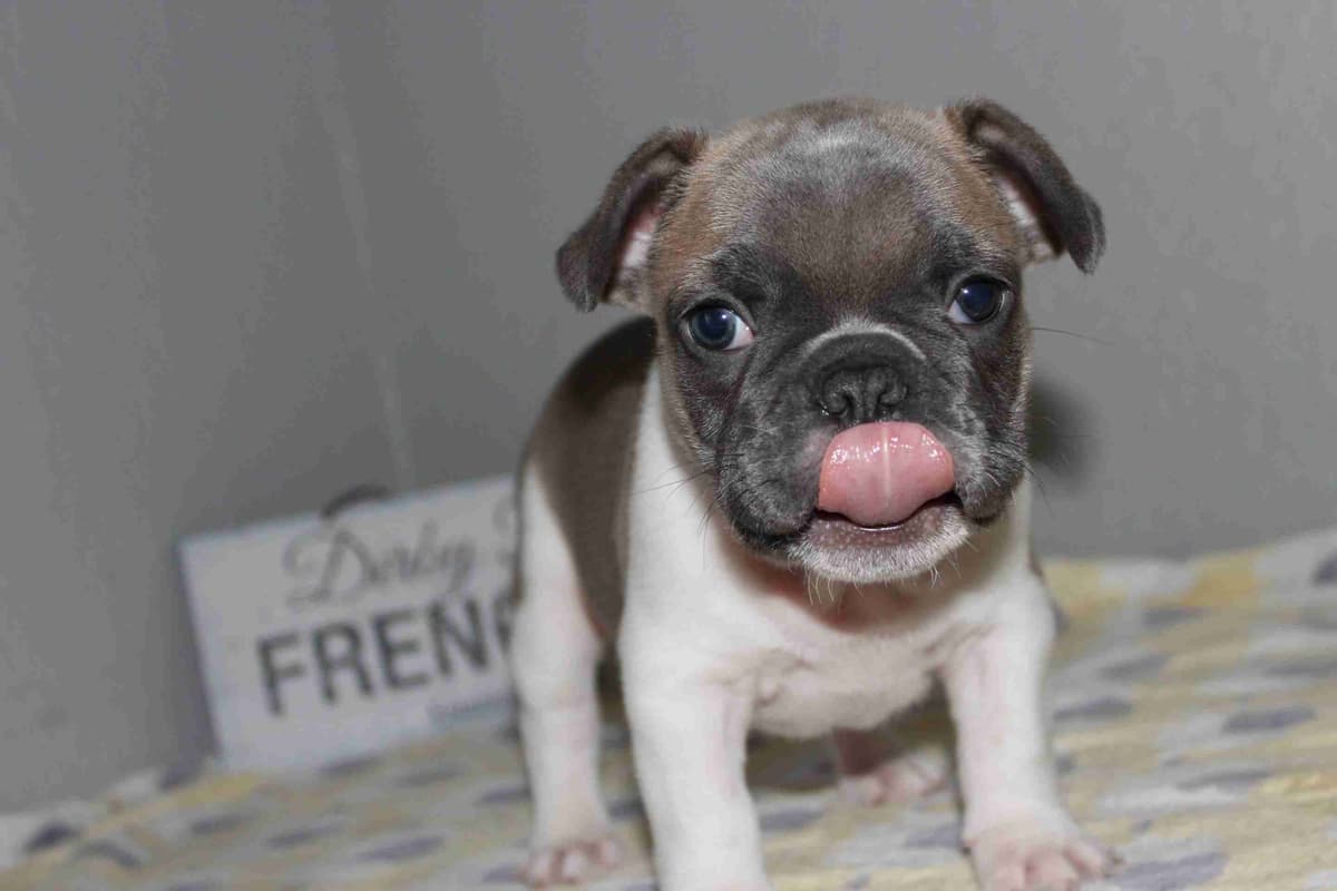 Exceptional Color Variety. A truly Unique Frenchie Litter ❤ breeder image 5