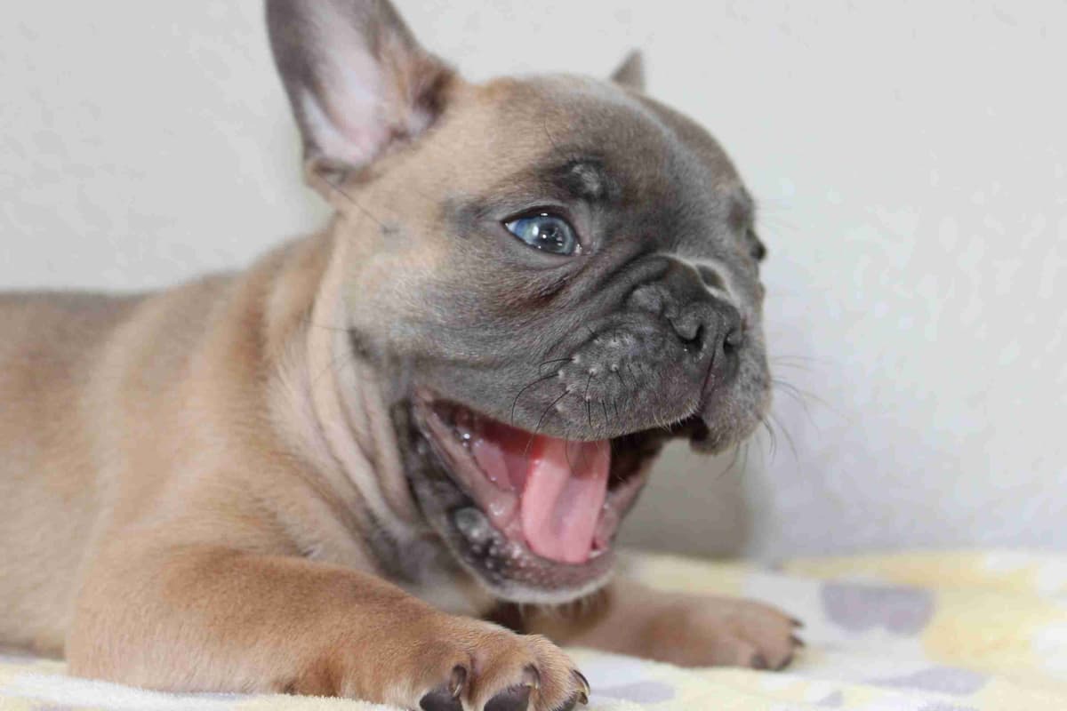 Exceptional Color Variety. A truly Unique Frenchie Litter ❤ breeder image 8