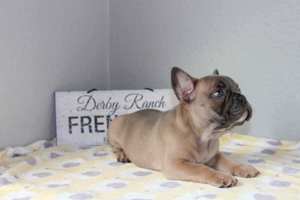 Exceptional Color Variety. A truly Unique Frenchie Litter ❤ breeder image 4