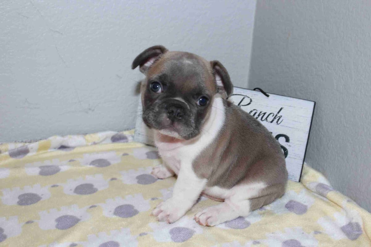 Exceptional Color Variety. A truly Unique Frenchie Litter ❤ breeder image 7