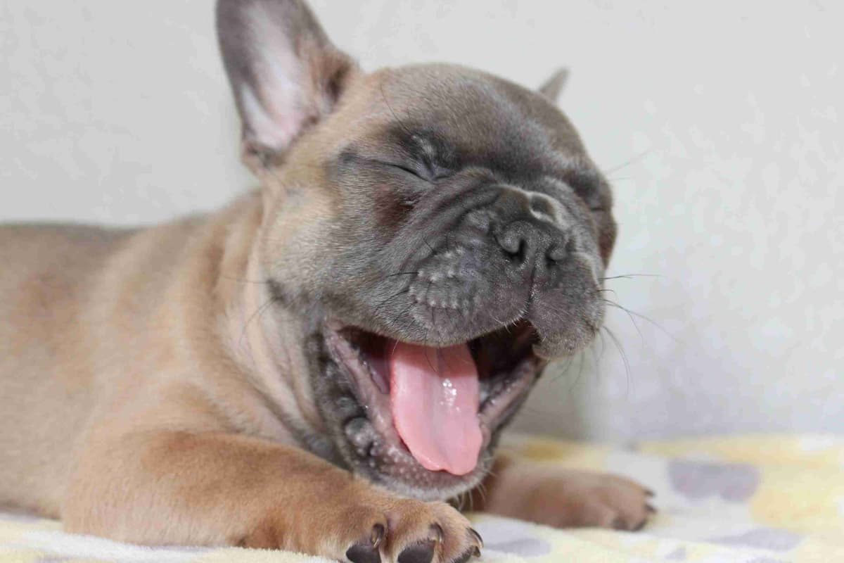 Exceptional Color Variety. A truly Unique Frenchie Litter ❤ breeder image 1