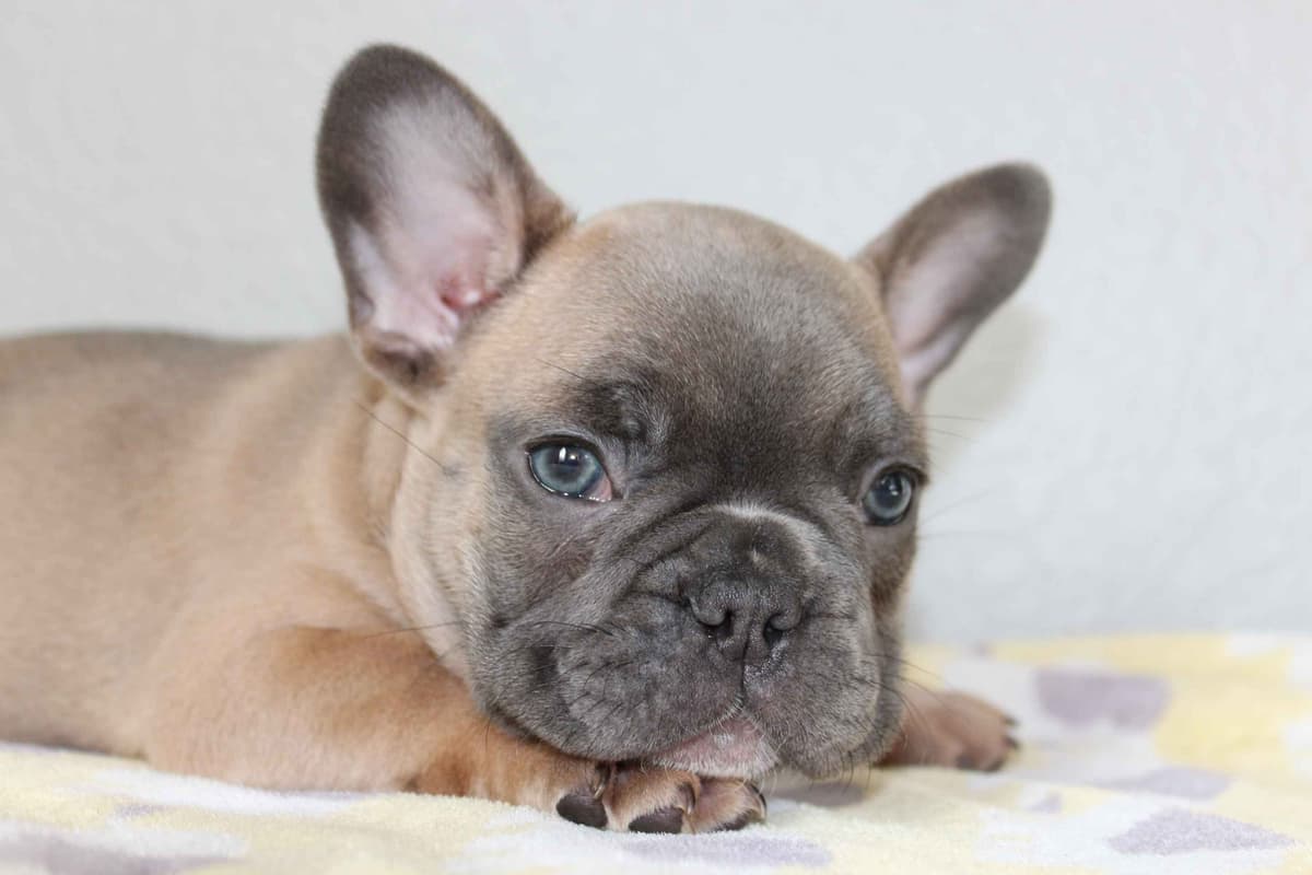 Exceptional Color Variety. A truly Unique Frenchie Litter ❤ breeder image 3