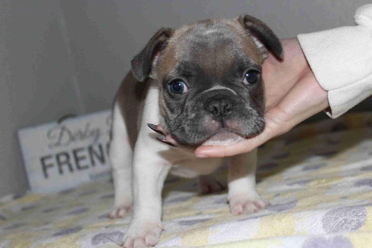Exceptional Color Variety. A truly Unique Frenchie Litter ❤ breeder image 6