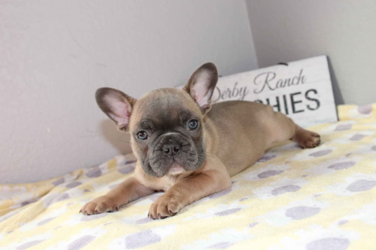 Exceptional Color Variety. A truly Unique Frenchie Litter ❤ breeder image 9