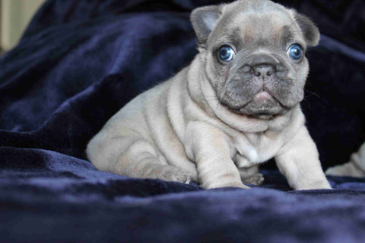 Exceptional Color Variety. A truly Unique Frenchie Litter ❤ breeder image 10