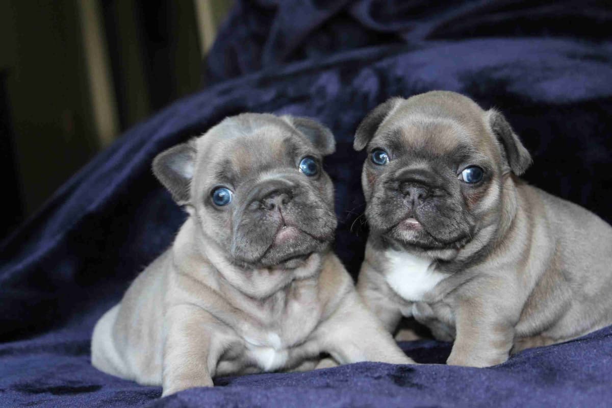 Exceptional Color Variety. A truly Unique Frenchie Litter ❤ breeder image 12