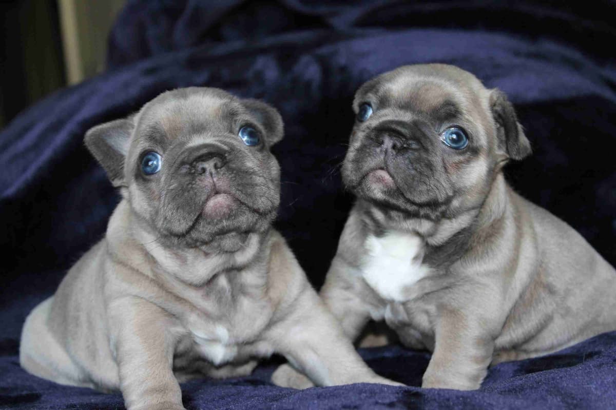 Exceptional Color Variety. A truly Unique Frenchie Litter ❤ breeder image 13