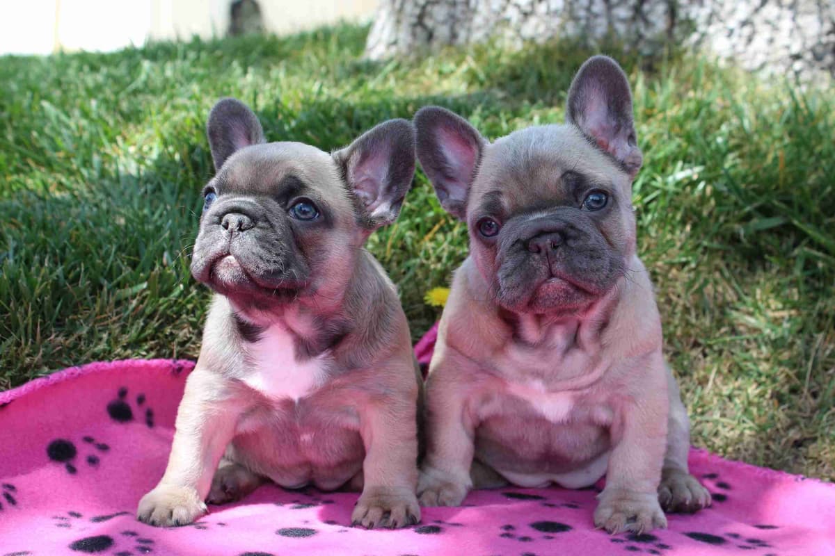 Exceptional Color Variety. A truly Unique Frenchie Litter ❤ breeder image 16