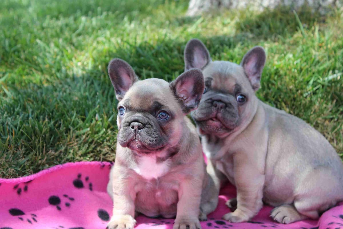 Exceptional Color Variety. A truly Unique Frenchie Litter ❤ breeder image 14